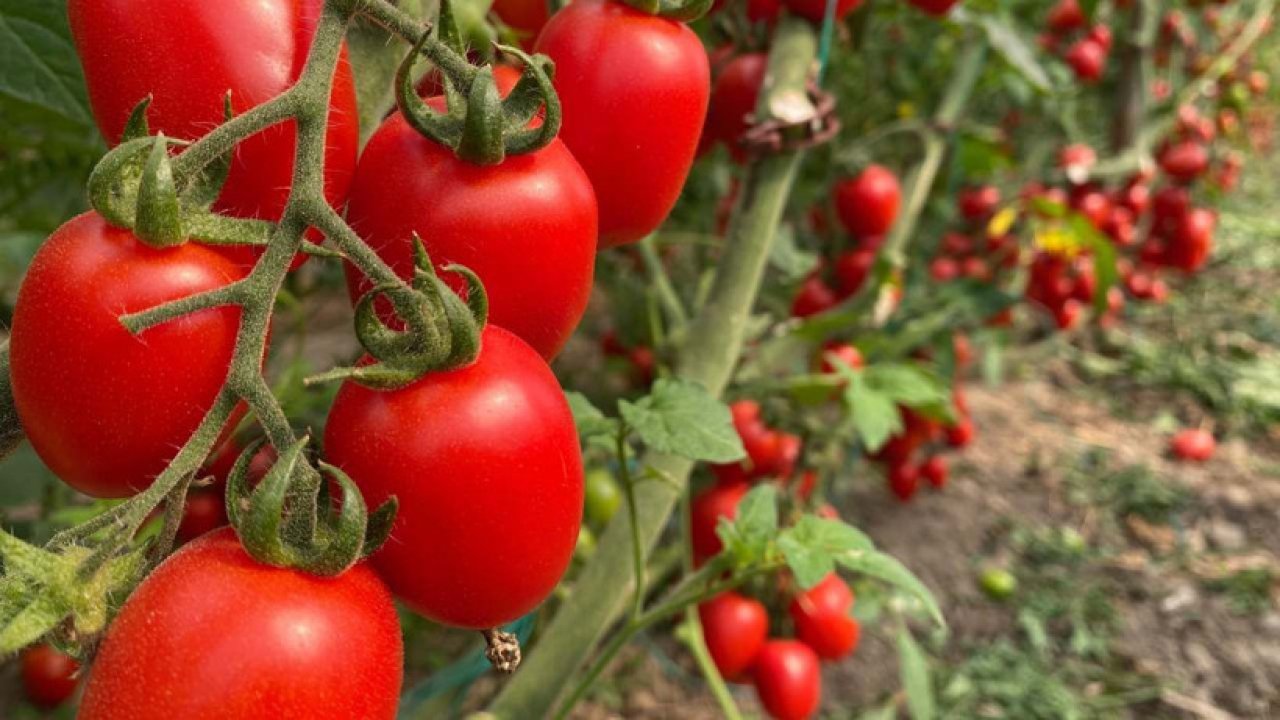 Her ısırıkta zehir etkisi: En pestisitli meyve ve sebzeler açıklandı - Resim: 4