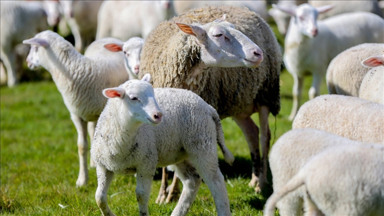 Kırsal Kalkınma İçin Küçükbaş Hayvan Destek Projesi Başvuruları Açıldı