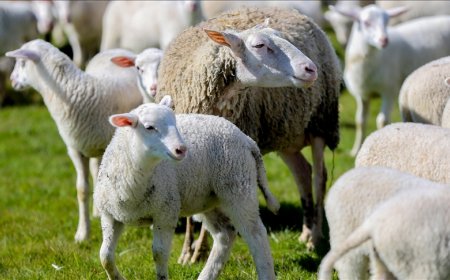 Kırsal Kalkınma İçin Küçükbaş Hayvan Destek Projesi Başvuruları Açıldı